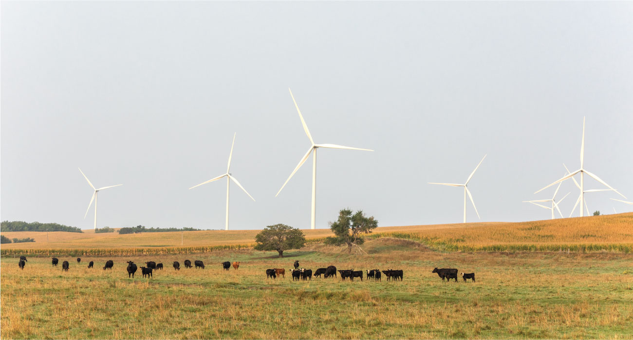 a group of cows grazing in a field with wind turbines in the background