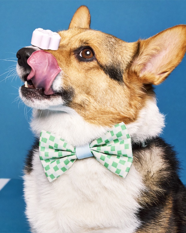 A dog wears a bowtie from The Cuddle Collab collection.