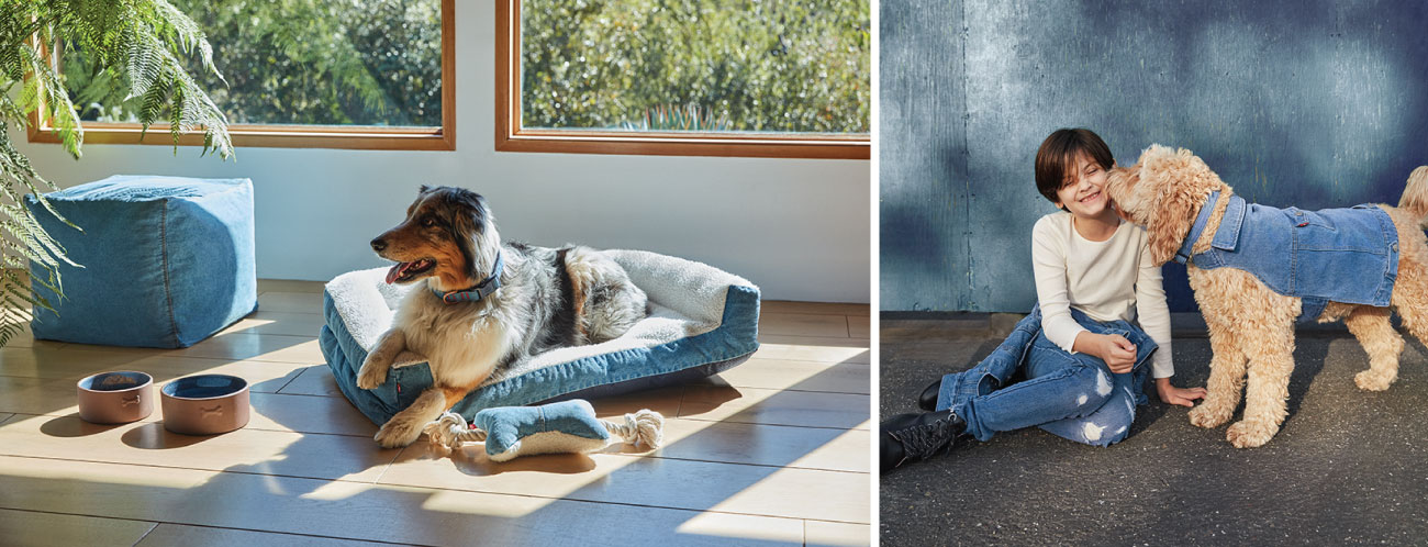 A two-photo collage shows dogs enjoying denim pet accessories as a child smiles a