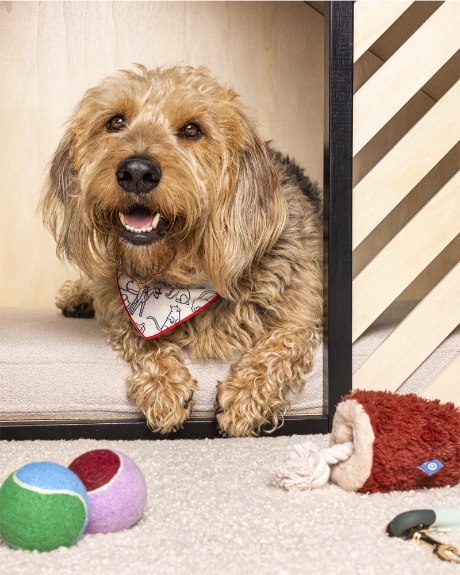 A dog lays next to toys from The Cuddle Collab collection.