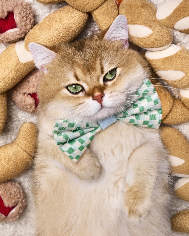 Fur-fluencer, Maple Cat, poses on food-inspired toys and wears a bowtie from The Cuddle Collab collection.