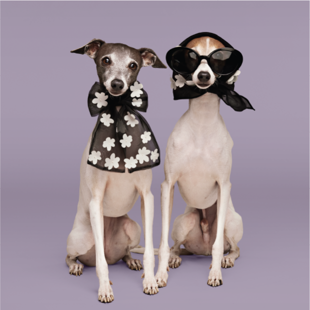 Two dogs wearing bow ties and sunglasses from The Cuddle Collab.