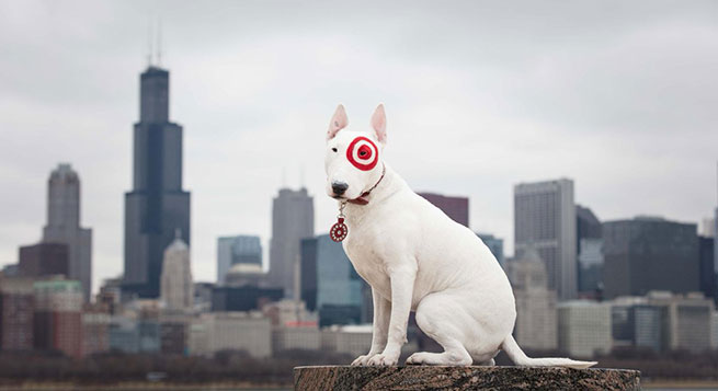 a white dog with a red collar sitting on a rock with a city skyline in the background