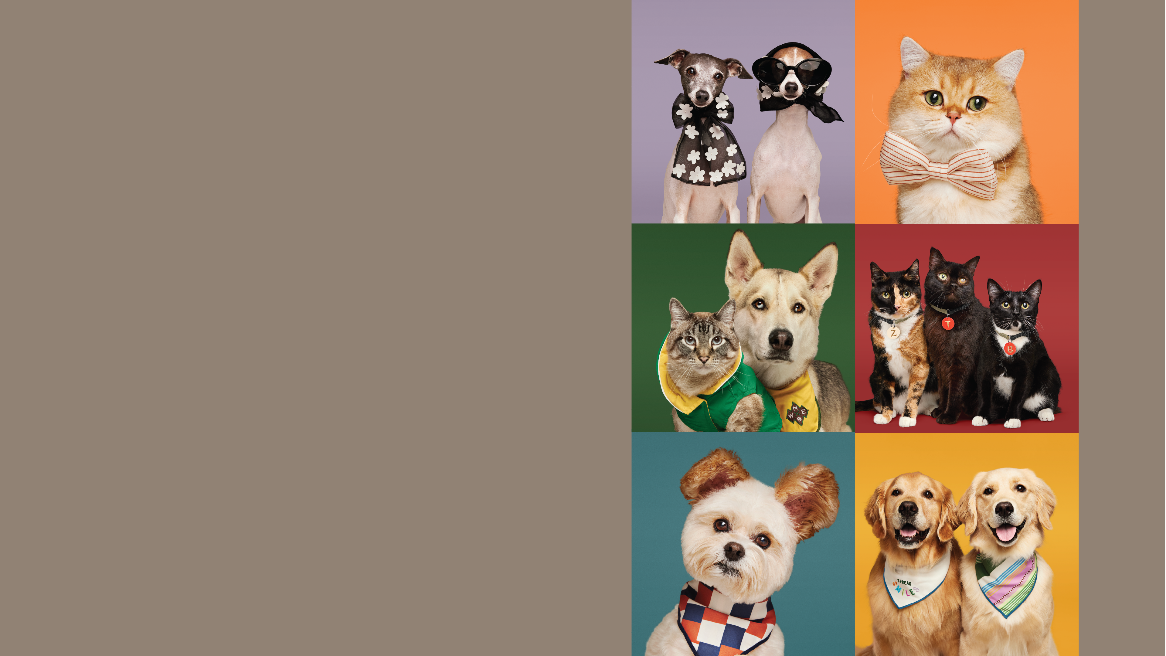 Go Behind the Scenes with the Pets that Inspired Target's 'The Cuddle ...