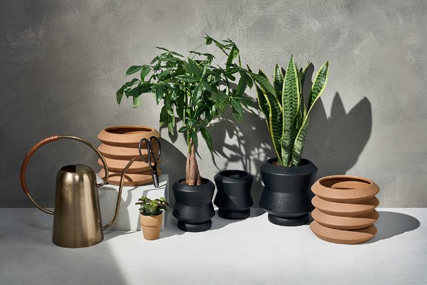 a group of potted plants