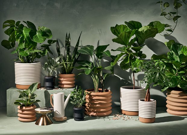 a group of potted plants