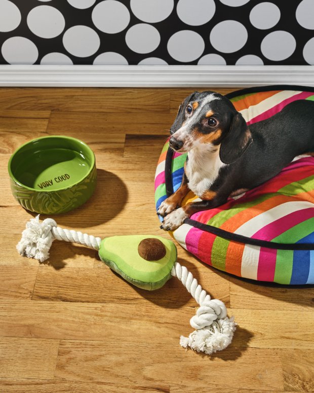 a dog sitting on the floor