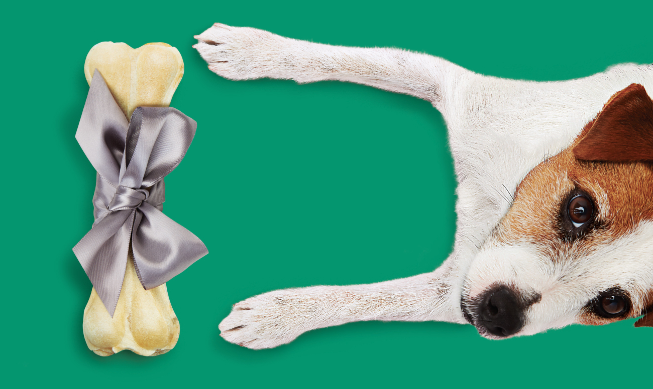 A dog and a bone wrapped in a silver ribbon against a green background