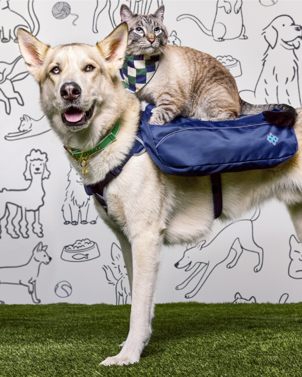 Fur-fluencers, Baloo and Pan, pose together while wearing merchandise from The Cuddle Collection.