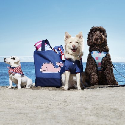 a group of dogs wearing clothing
