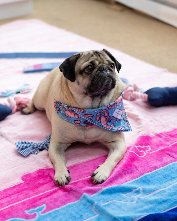 a dog wearing a shirt