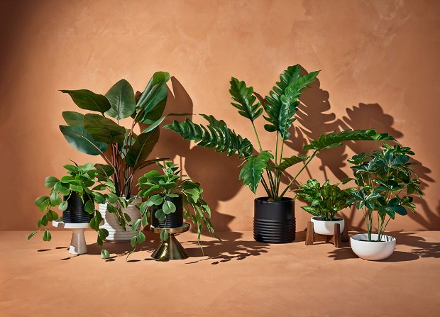 a group of potted plants